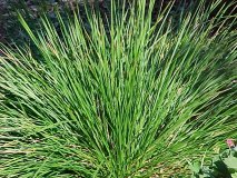 Deschampsia caespitosa