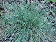 Festuca Elijah Blue