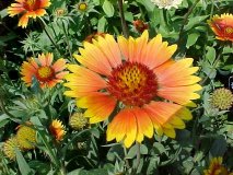 Gaillardia Goblin