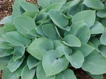 Hosta Halcyon