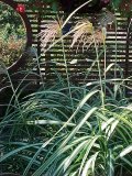Miscanthus Cabaret