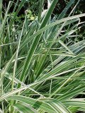 Miscanthus Dixieland