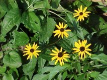 Rudbeckia Goldsturm