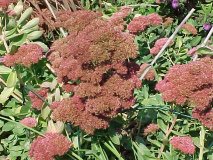 Sedum Autumn Joy